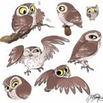 chouette cheveche nightshade intensity low v1